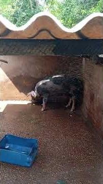 Quando dia esta quase 40 graus ,e chega a hora do banho ..