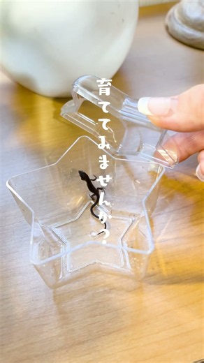 カナヘビの赤ちゃんを育ててみませんか？ #爬虫類 #カナヘビ #雑学 #ペット #カエル #アクアリウム #やもり #animals #昆虫 #豆知識
