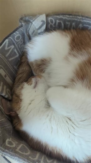 3/15ベッドのみい太（´・ω・`）#マンチカン #ねこ