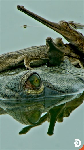 The gharial mother is one of nature’s most fascinating examples of gentle guardianship. Unlike other crocodilian species, gharial mothers have long, slender snouts that make it difficult to carry their hatchlings in their mouths, so instead, they protect them in a different way. After the eggs hatch, the mother stays close to her young near the riverbank, watching over hundreds of tiny, vulnerable babies. When danger approaches, from birds, fish, or even other crocodiles, she uses low grunts and