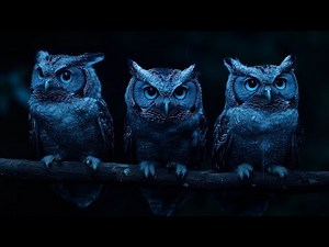Owls hooting on a night of rain and thunder