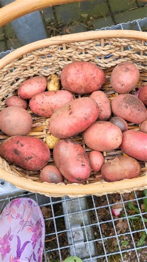 Digging Red Potatoes 🥔 #food#like#garden#trending
