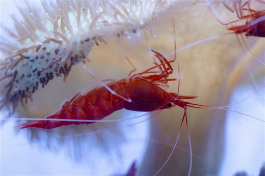 Cleaner Shrimp: the ocean’s little cleaners