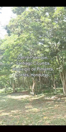 Canto de ave conocida como Halcón Guaco. Se escucha entre el espeso bosque en Cerro Palenque. | Sitio Arqueológico Cerro Palenque, Honduras