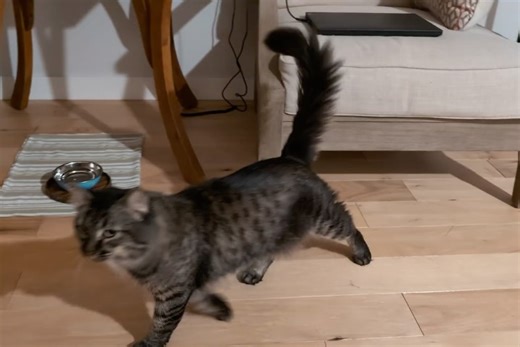 Seattle Humane on Reels