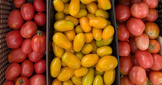 Recipe for tiny candied tomatoes lets you savor summer’s big flavor