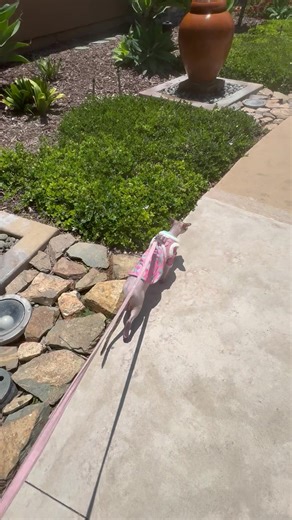 Bebe & Bella just chilling ✝️ on TikTok