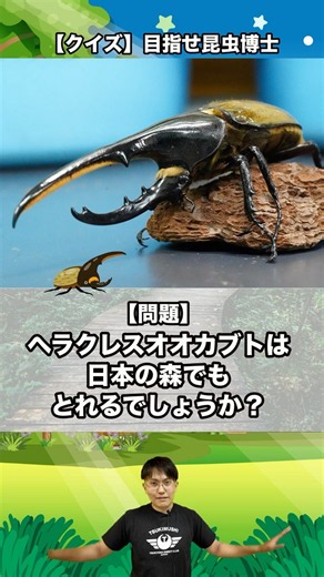 ヘラクレスオオカブトは日本の森でもとれるでしょうか？｜【クイズ】目指せ昆虫博士！#カブトムシ #クワガタ #クワカブ #昆虫 #飼育方法 #初心者 #採集