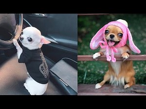 Funny and Cute CHIHUAHUA Puppies Video Compilation || Cutest Teacup Chihuahua Puppies