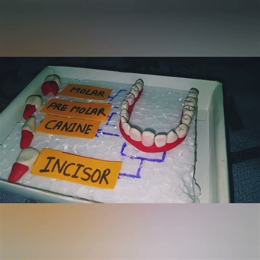 teeth model made by clay#shorts #claycraft