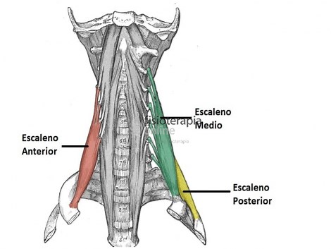 Músculos escalenos