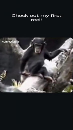 How Bad Does It Smell?? Chimp Knows 😂