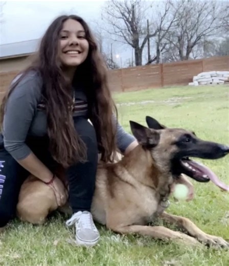 Understanding Belgian Malinois Behavior and Traits