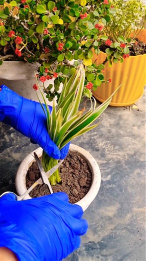 How to cut spiderplant🌿 #indoorplants #shorts #viral #trending #cutting #gardening #spiderplant