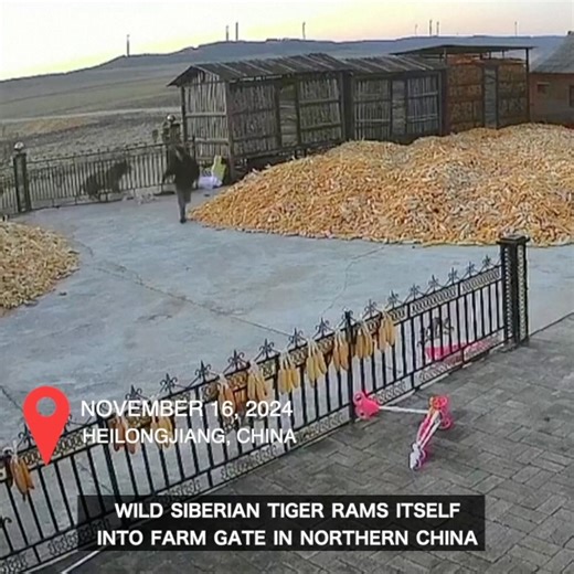 2.6K views · 31 reactions | WATCH：A surveillance video taken on early Monday (November 18) showed the moment when a wild Siberian tiger rammed itself into a large iron gate, narrowly missing a farmer in north China's Heilongjiang province. | ShanghaiEye | Facebook