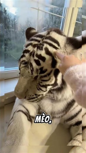 Giống mèo người nước ngoài thường hay nuôi #dntv