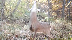 Front row seat🎥 | Spartan Camera