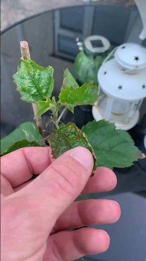 Apple tree leaves turning brown and curling due to low potassium
