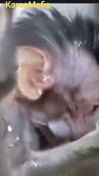 A day in the life of a wild baby monkey