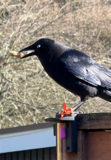Amazing Facts About Crows and Their Behavior
