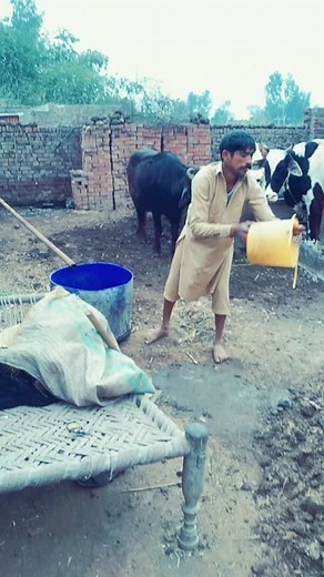 Watering Cattle in a Rural Farm Setting