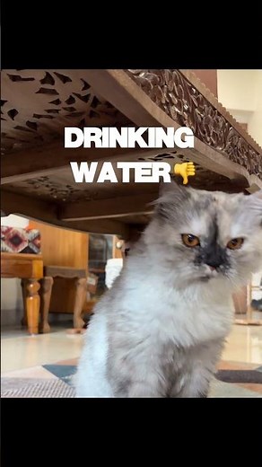 How to check if your cat is dehydrated?
