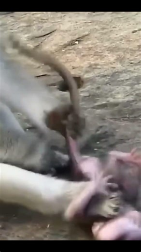 Life of Monkeys: It seems the mother monkey has found a way to limit her baby's nursing.
