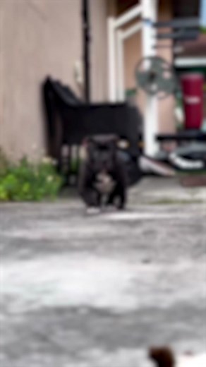 Oslo Primal: XL American Bully Prodigy | The Bully View