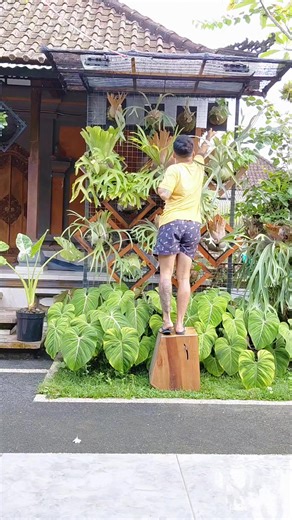 Caring for Platycerium: A Guide to Water Dipping