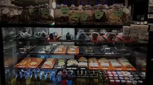 GC's first & only FULLY LICENSED Cat Café. Amazing balcony, cafe & separate cat lounge! - Crazy Cat Cafe in Surfers Paradise | Crazy Cat Cafe