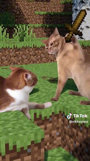 Minecraft Cat Memes: Funny Minecraft Cat Moments