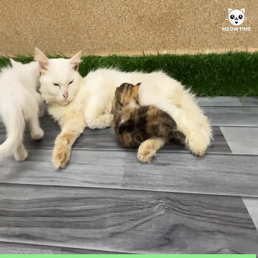 14K views · 1.1K reactions | Right When She Needed It Most, Help Finally Arrived 梁 | Meow Time | Facebook