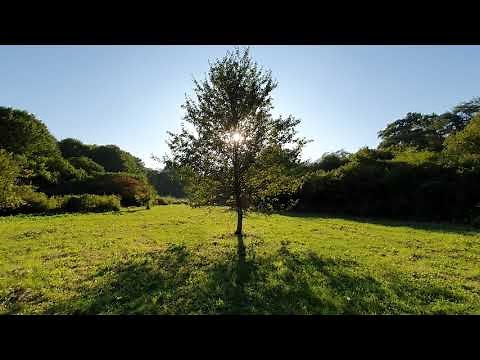 Crickets Sound and Birdsong, the Rustle of Grass - 12 hours of Nature Relax