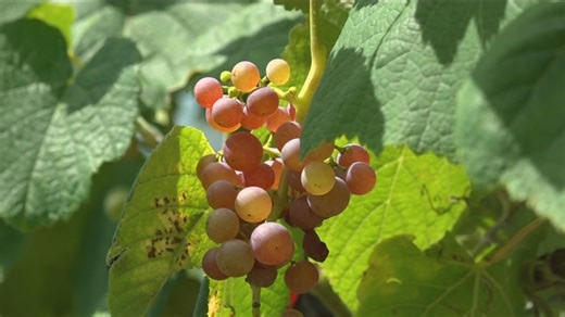 Altus: A wine adventure in Arkansas's hidden gem | Around the Corner