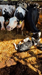 The definition of “having a cow” 😂😂😂 #cows #farm #barn #dairy #milk | Den Hoed Dairy