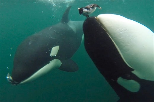 Wild killer whales filmed offering food to humans – here's what scientists think it means | Discover Wildlife