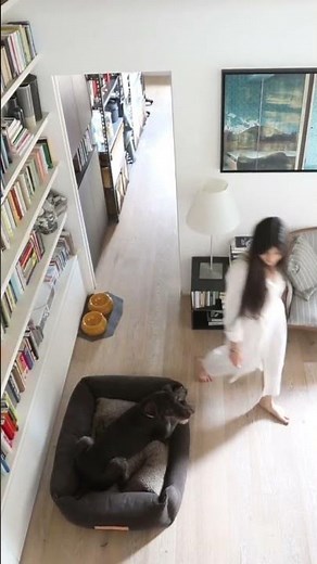 Luxury Dog Bed in Use: A Customer’s Experience with 2.8