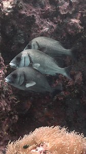 Sweet Lips | Ocean Reality Channel