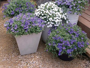Full Sun Plants That Love The Heat  - Bunnings Australia