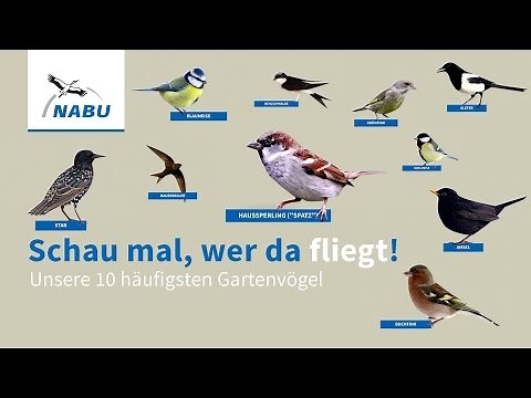 Top 10 Garten-Vögel: So könnt Ihr sie erkennen