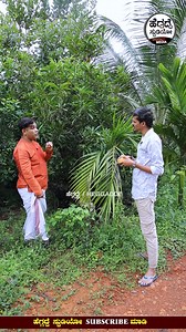 ಇದೇ ನೋಡಿ ಮೊಟ್ಟೆ ಹಣ್ಣು... ನೋಡಿದ್ರಾ!? | Egg Fruits Tree | Heggadde Studio #eggfruits #Heggadde_Studio | Heggadde Studio ಹೆಗ್ಗದ್ದೆ ಸ್ಟುಡಿಯೋ Digital Media