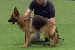 Crufts accused of cruelty after German Shepherd with sloped back wins best in breed