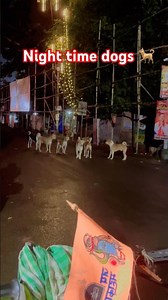 Night time songs for dogs #night #dog #shorts #shortsfeed #shortvideo #funniestvideo #funnyscenes