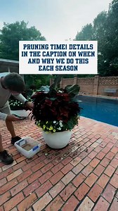 You've heard me say this a lot before, but it's perfectly ok to plant a full pot, just be ready to prune it when necessary. These pots were planted mid April and probably could have gone another week or so but John went ahead and gave certain plants a prune back.Coleus: the coleus was gorgeous but needed to be pruned before they started sprouting flowers.Superbells, Supertunias and Scaevola all got pruned back.After pruning, we did a weekly fertilizer with the watering using Fert-l-Lomes Bloomin