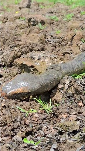 Green Anaconda