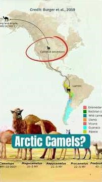 Arctic Camels Existed and Then Vanished #shorts #animals