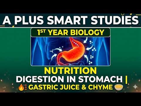 1st Year Biology Ch 12 Nutrition | Digestion in Stomach | Gastric Juice & Chyme | FSc Biology Part 1
