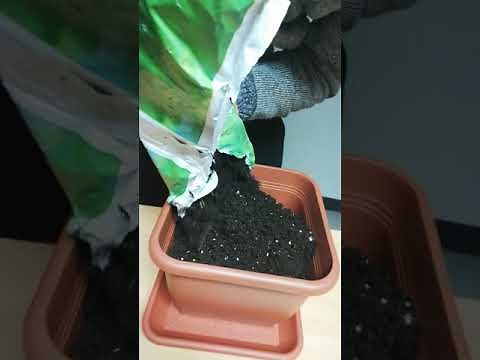 Πως φυτεύουμε τα\nκουκούτσια\n (σπόρους) απο λίτσι - How to grow seeds lychee tree from seeds