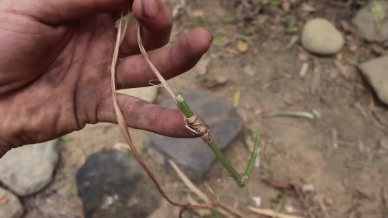 Primitive technology: Simple fish traps with primitive technology