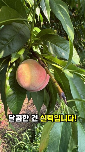 #대극천 #한국형납작복숭아 #납작복숭아 #복숭아맛집 #산지직송 #고당도복숭아 #여름과일 #딱복 #과즙팡팡 #복숭아추천 #쇼츠 #릴스 #먹방 #농부직송 #제철과일